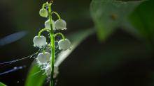 Gegenlicht, mondartiges Licht