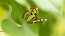 Objektiv mit Zwischenring, Ergebnisbild Schmetterling