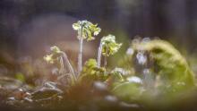 Bokeh-Effekt in der Makrofotografie, Teaserbild
