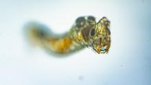 Makrofotografie von Insektenlarven, Ergebnisbild