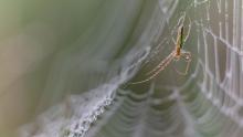 Makrofotografie am frühen Morgen, Ergebnisbild mit Spinne