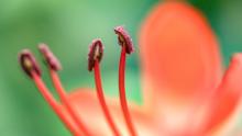 Makrofotografie von Blüten, Ergebnisbild