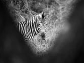 Zebra, Südafrika, Kruger-Nationalpark, Fotograf Raik Krotofil