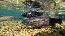 Forelle unterwasser, aufgenommen mit Actioncam