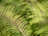 ICM-Fotografie, Farn, Natur