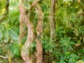 ICM-Fotografie, Baumstämme, Natur