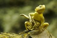 Fotograf Hans-Peter Moehlig, Fotokurs, Fotoworkshop, Tierfotografie, Naturfotografie, Indoorfotografie, Chameleon