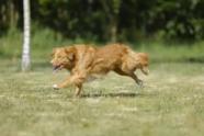 Fotograf Sascha Fock, Hund Nash, Tierfotografie, Outdoor, Kameratechnik, Fotokurs, Fotoworkshop