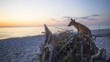 Darß Zingst Weststrand Fuchs Sonnenuntergang