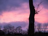 Sonnenuntergang, Baum, Landschaftsfotografie