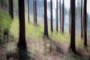 Wischtechnik, Baum, Landschaftsfotografie