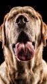 Tierfotografie, Umgang mit Hunden beim Fotoshooting, FotoTV. Tutorial mit Heike Herden
