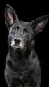 einen schwarzen Hund vor schwarzem Hintergrund fotografieren