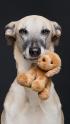 10 Bildideen für Hundefotografie