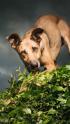 Hundefotografie im Garten