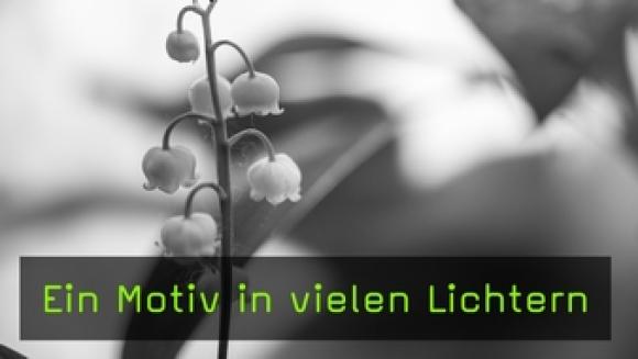 Makrofotografie im Wald