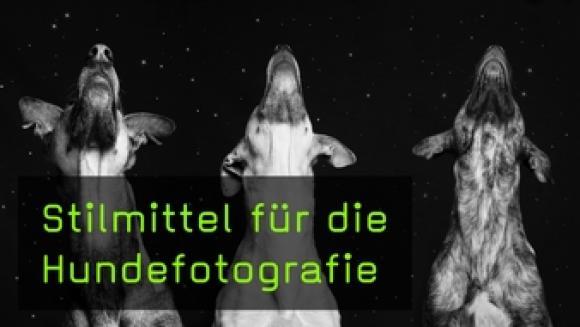 Drei Hunde vor Sternenhimmel