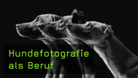 Hundefotografie als Beruf