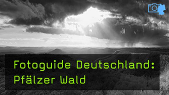Naturfotografie im Pfälzer Wald mit Harald Kröher