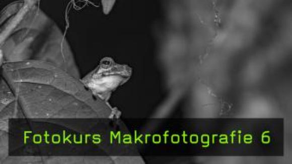 Fotokurs Makrofotografie, Licht für Makrofotografie