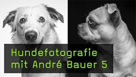 Highkey und Lowkey in der Hundefotografie erklärt