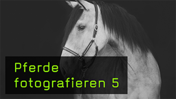 Ein Pferdeportrait vor schwarzem Hintergrund erstellen