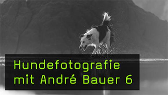 Outdoor Bildideen für die Hundefotografie