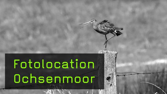 Vogelfotografie am Ochsenmoor im Naturpark Dümmer 