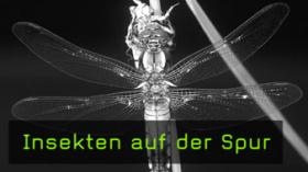 insekten-naturfotografie insekten-naturfotografie