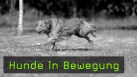 Hunde in Bewegung fotografieren Hunde in Bewegung fotografieren