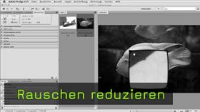 Bildrauschen entfernen Bildrauschen entfernen