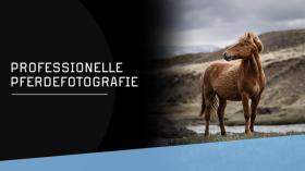 Pferde fotografieren mit Sabine Scharnberg