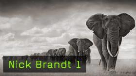 Nick Brandt, Naturfotografie, Tierfotografie Nick Brandt, Naturfotografie, Tierfotografie