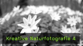 Kreative Fotografie im Frühlingswald, Techniken und Objektive in der Makrofotografie