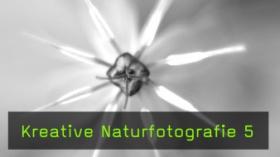 Kreative Fotografie im Frühlingswald, Techniken und Objektive in der Makrofotografie