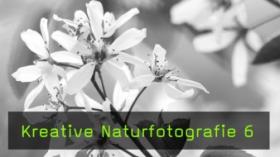 Kreative Fotografie im Frühlingswald, Techniken und Objektive in der Makrofotografie