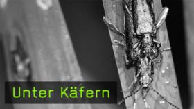 209-unter-kaefern-teaser-g.jpg 209-unter-kaefern-teaser-g.jpg