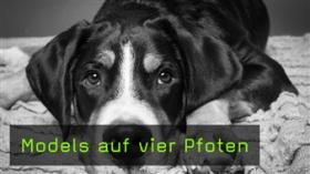 Hunde fotografieren, Umgang mit Hunden beim Fotoshooting