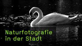 Naturfotografie in der Stadt