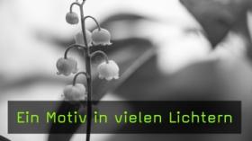Makrofotografie im Wald