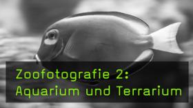 Im Aquarium und Terrarium fotografieren