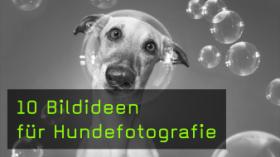 10 Bildideen für Hundefotografie 10 Bildideen für Hundefotografie
