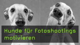 Hunde für Fotoshootings motivieren