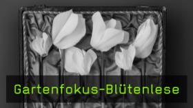 Gartenfokus-Blütenlese