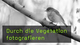 Tiere durch die Vegetation fotografieren