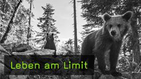 Europäische Braunbären fotografieren Europäische Braunbären fotografieren