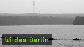 Naturfotografie, Berlin, wildes berlin, tierfotografie