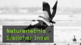 Bislicher Insel für Naturfotografen