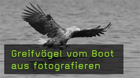 Seeadler fotografieren