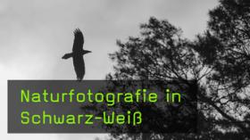 monochrome Naturfotografie